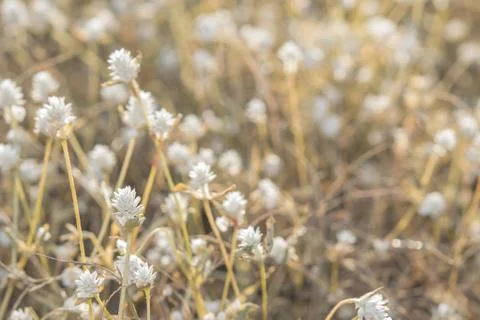 Grass flower Stock Photos