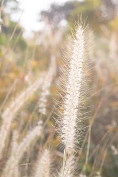 Grass flower Stock Photos