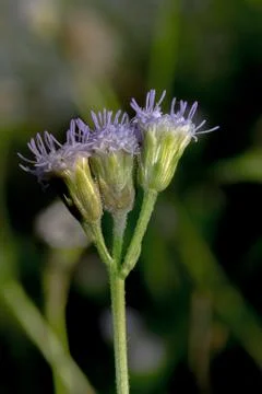 Grass flower Stock Photos