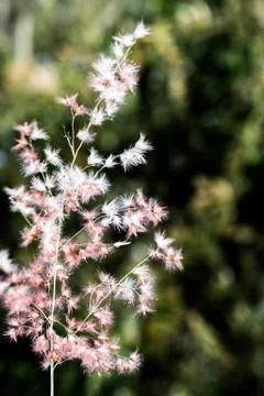 Grass flower Stock Photos