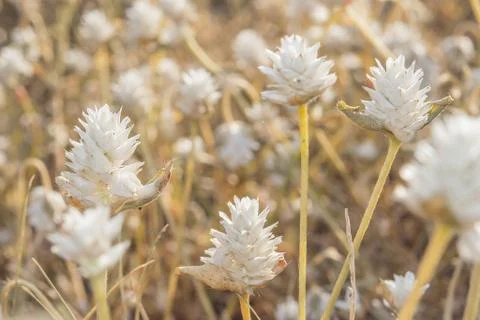 Grass flower Stock Photos