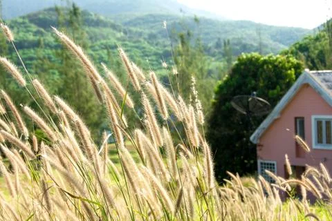 Grass flower Stock Photos