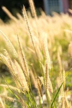 Grass flower Stock Photos
