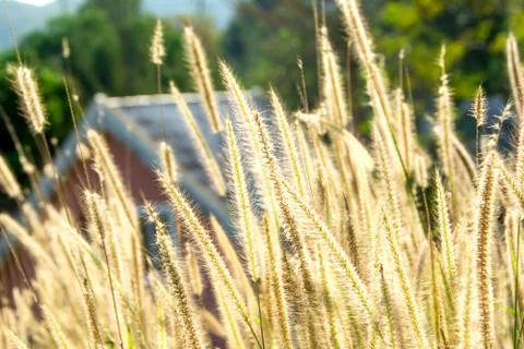 Grass flower 스톡 사진