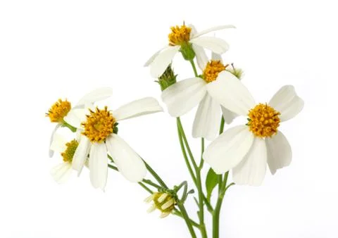 Grass flower. Stock Photos