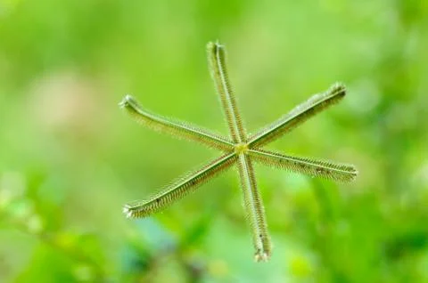Grass flower Stock Photos