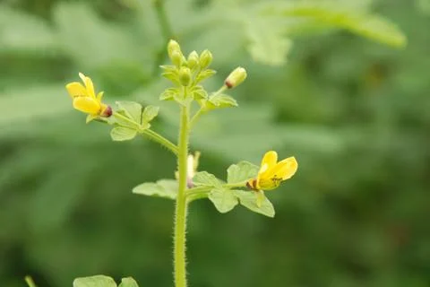 GRASS FLOWER Stock Photos