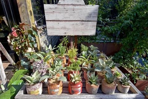 Grass flower Stock Photos