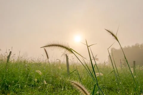 Grass flower Stock Photos