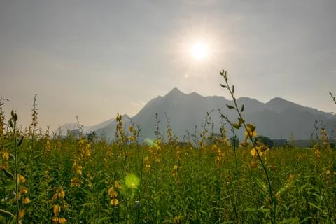 Grass flower Stock Photos