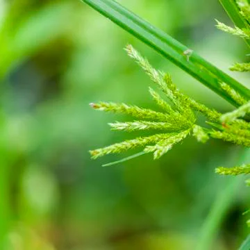 Grass Flower Stock Photos