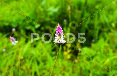 Grass Flower Stock Photos