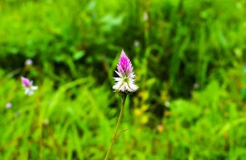 Grass Flower Stock Photos