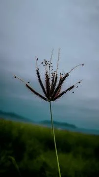 Grass flower Stock Photos