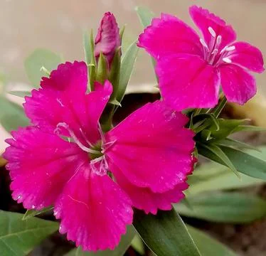 Grass flower Stock Photos