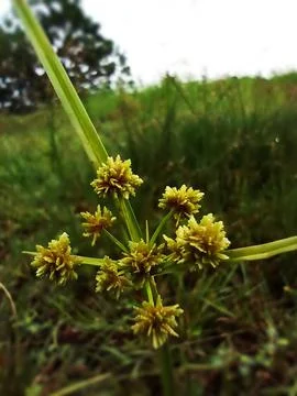 Grass flower Stock Photos
