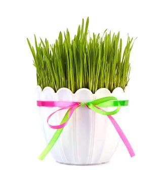 Grass in flower pot Stock Photos