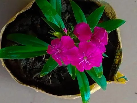 Grass flower in pot Stock Photos