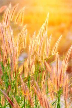 Grass flower in the rays of the sunset Stock Photos
