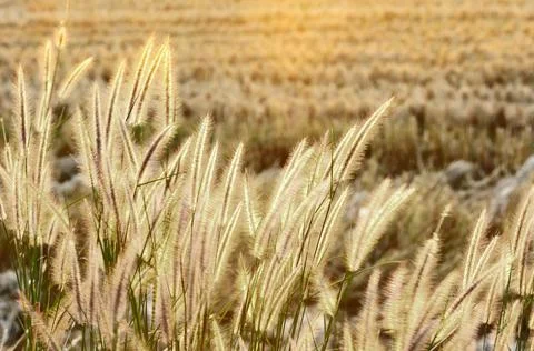 Grass flower in the rays of the sunset Stock Photos