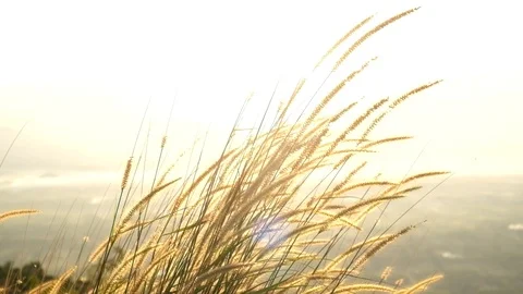 Grass flower reed on mountain sunset Stock Footage 90237487