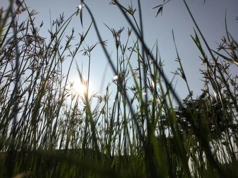 Grass flower reflect on sun Stock Photos