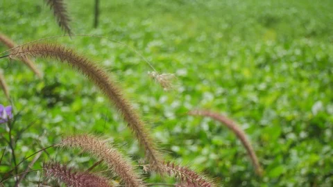 Grass flower shaking with wind Stock Footage 86529250