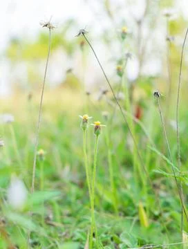 Grass flower shoots fields Stock Photos