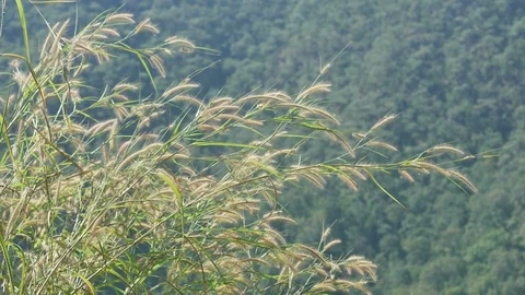 Grass flower shoots shaking with wind Stock Footage 99190793