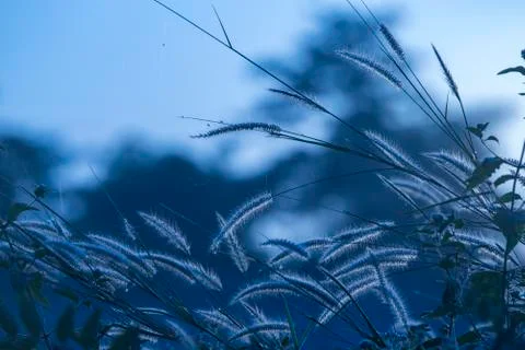 Grass flower with sunlight Stock Photos