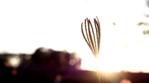 Grass flower in sunset and over light. Stock Footage 101057003