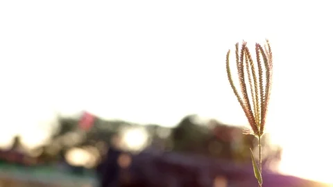 Grass flower in sunset and over light. Video stock 101057016