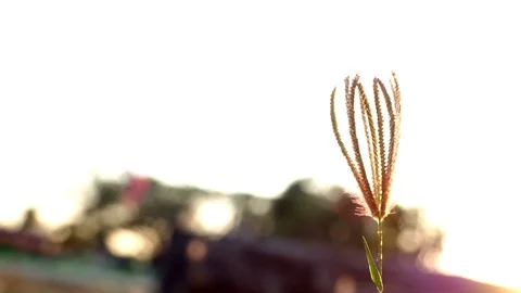 Grass flower in sunset and over light. Video stock 101057077