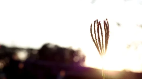 Grass flower in sunset and over light. Video stock 101057112