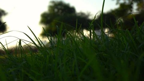 Grass Flower On Sunset Background Stock Footage 94139977
