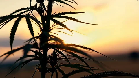 Grass flower at sunset in the field, in the sun Stock Footage