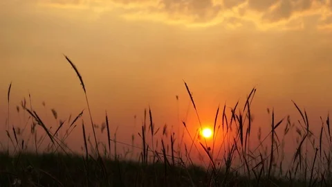 Grass flower at sunset 스톡 동영상 74794843