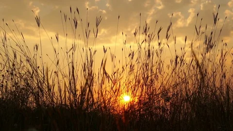 Grass flower at sunset 스톡 동영상 74795255