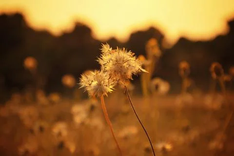 Grass flower with sunset light. Stock Photos