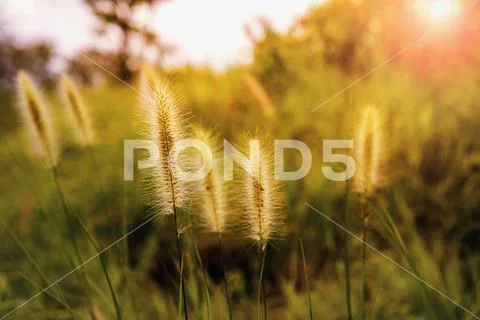 Grass flower at sunset. Nature backgroung warm tone. Stock Photos