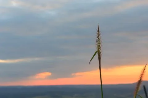 Grass flower with sunset Stock Photos