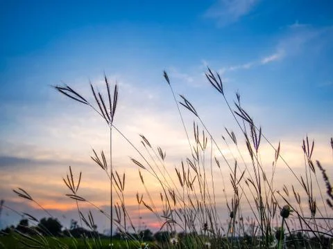Grass flower at twilight Foto stock