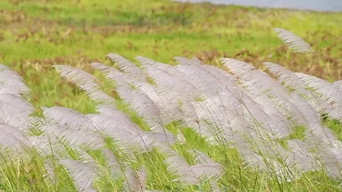 Grass flower waving in a field Stock Footage 83792123