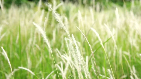 Grass flower waving in the winds Stockbeeldmateriaal 36425412