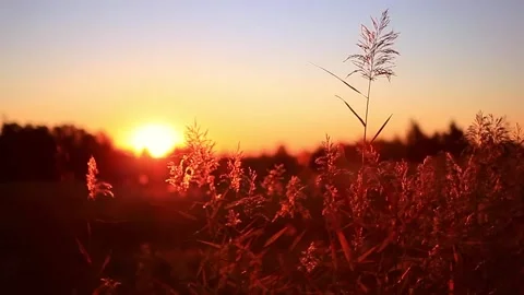 Grass flower with wind and sunset background Stockbeeldmateriaal 264302432