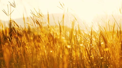 Grass flower in wind blowing with evening light sunset golden hour Stock Footage 172540821