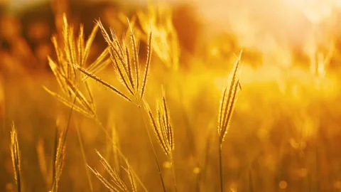 Grass flower in wind blowing with evening light sunset golden hour Stock Footage 173092759