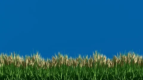 Grass Flower with Wind on Blue Background Chroma Key Stock Footage 252330713