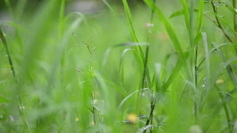 Grass Flower in Wind Close Up" Stock Footage 346704785