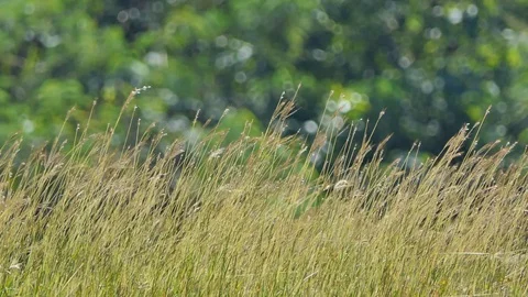Grass flower in wind. Stock Footage 97851613